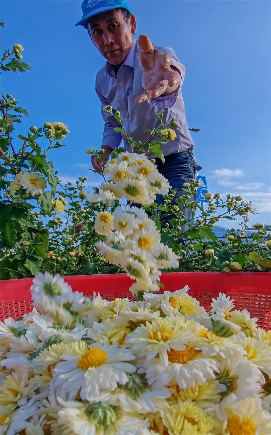 配资世家网 汕头濠江：【“百千万工程”“濠”实践】东湖花田上新 织就侨村蝶变